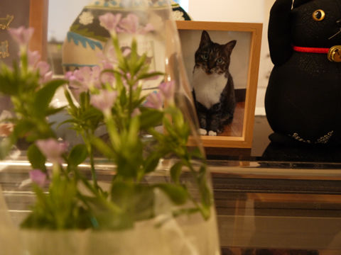 猫式ブログ~里親募集型猫カフェ