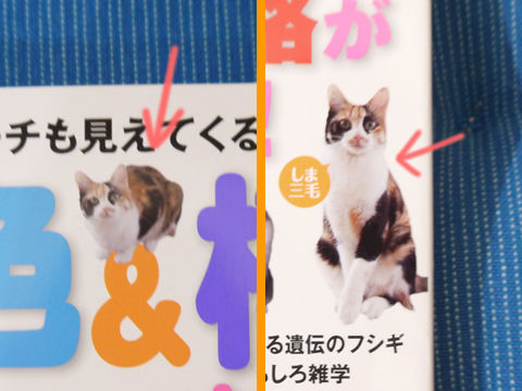 猫式ブログ~里親募集型猫カフェ