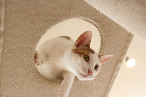 猫式ブログ～里親募集型猫カフェ