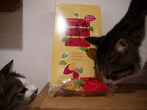 猫式ブログ~里親募集型猫カフェ