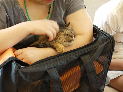 猫式ブログ~里親募集型猫カフェ