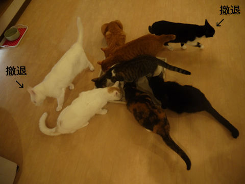 猫式ブログ～里親募集型猫カフェ