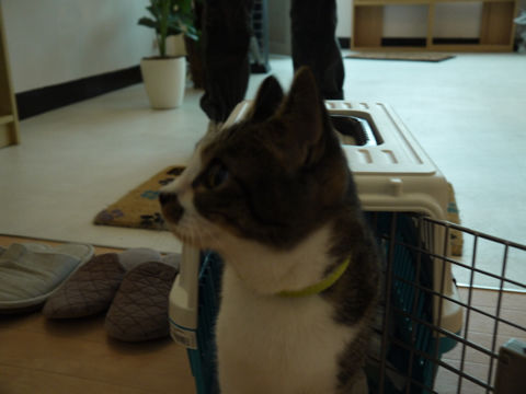 猫式ブログ～里親募集型猫カフェ