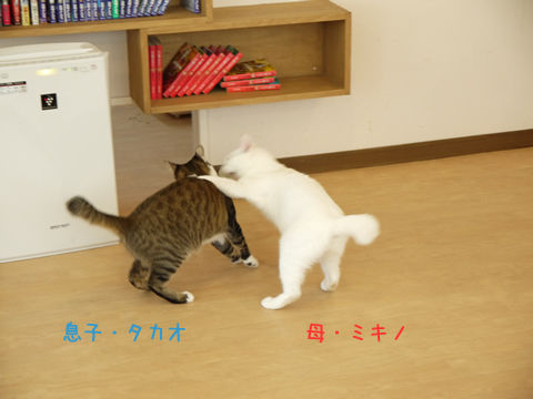 猫式ブログ～里親募集型猫カフェ