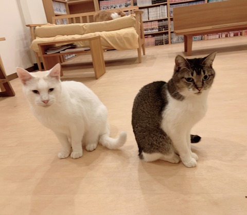 99B855A8-7312-475A-9D6E-F7AA926F1484