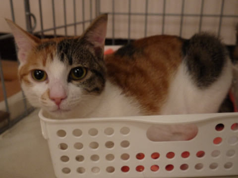 猫式ブログ～里親募集型猫カフェ