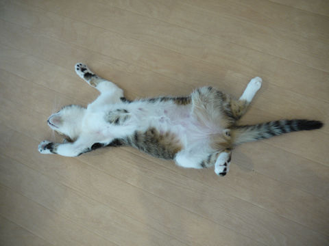 猫式ブログ~里親募集型猫カフェ