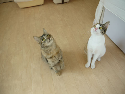 猫式ブログ~里親募集型猫カフェ