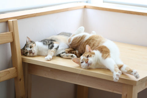 猫式ブログ~里親募集型猫カフェ
