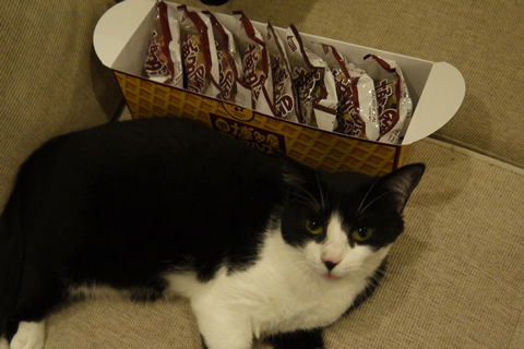 猫式ブログ~里親募集型猫カフェ