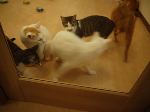 猫式ブログ~里親募集型猫カフェ
