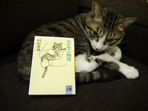 猫式ブログ~里親募集型猫カフェ