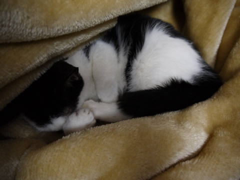 猫式ブログ~里親募集型猫カフェ