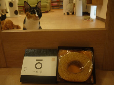 猫式ブログ~里親募集型猫カフェ