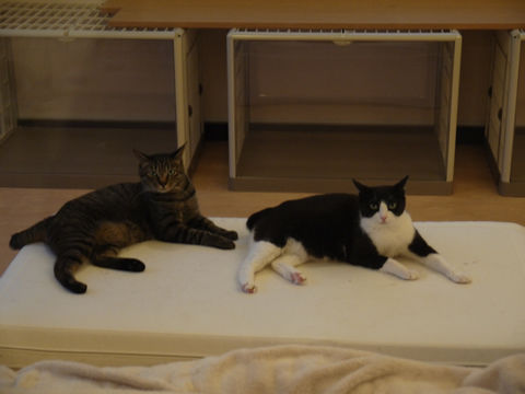 猫式ブログ~里親募集型猫カフェ