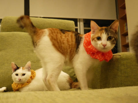 猫式ブログ~里親募集型猫カフェ