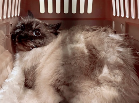 7E0461A7-4380-4E16-8630-787FB443F6B9