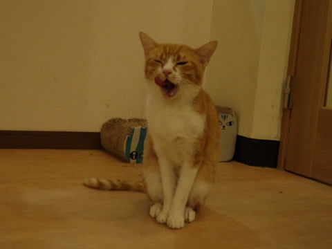 猫式ブログ~里親募集型猫カフェ
