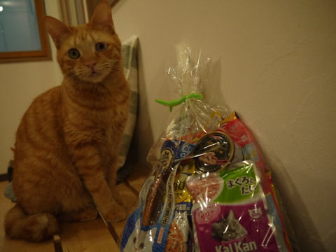猫式ブログ~里親募集型猫カフェ