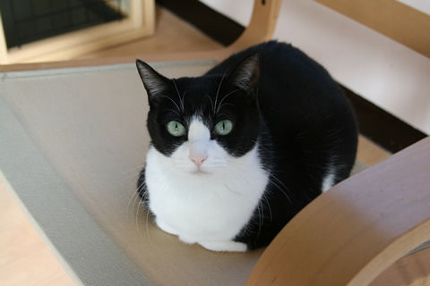 猫式ブログ～里親募集型猫カフェ