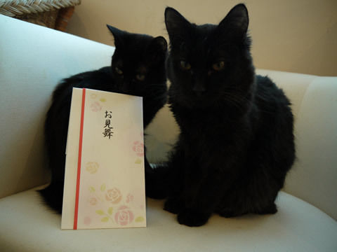 猫式ブログ~里親募集型猫カフェ