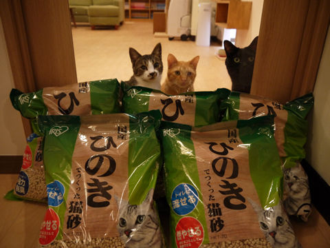 猫式ブログ～里親募集型猫カフェ