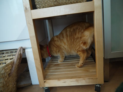 猫式ブログ~里親募集型猫カフェ