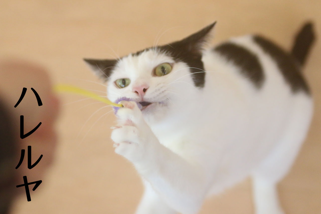 猫のおもちゃについて 猫式ブログ 里親募集型猫カフェ