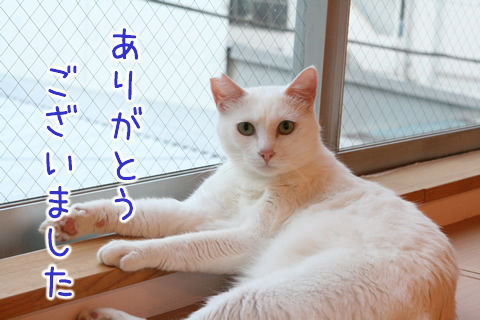 猫式ブログ~里親募集型猫カフェ