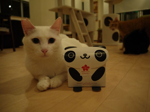 猫式ブログ~里親募集型猫カフェ