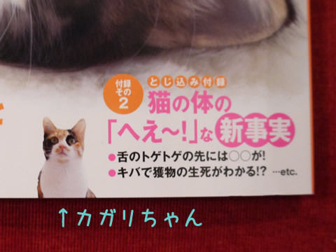 猫式ブログ~里親募集型猫カフェ