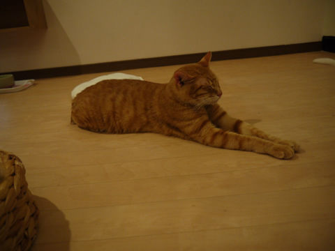 猫式ブログ~里親募集型猫カフェ