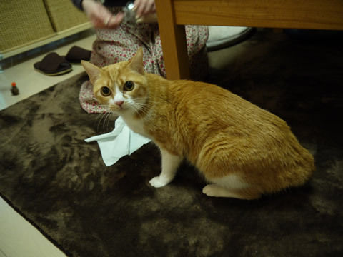 猫式ブログ~里親募集型猫カフェ