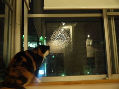 猫式ブログ~里親募集型猫カフェ