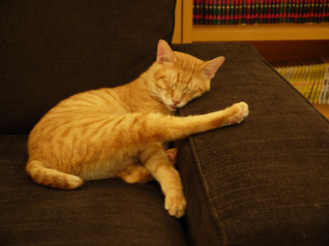 猫式ブログ～里親募集型猫カフェ