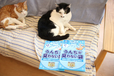 20190112_水曜日の猫さん