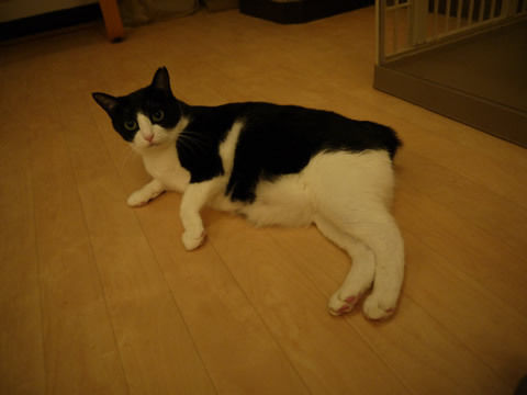 猫式ブログ~里親募集型猫カフェ