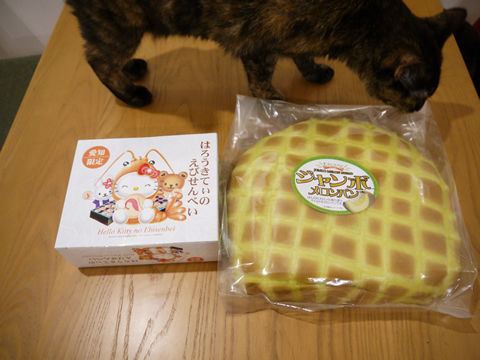 猫式ブログ~里親募集型猫カフェ