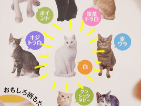 猫式ブログ~里親募集型猫カフェ