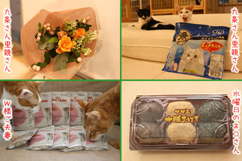 猫式ブログ~里親募集型猫カフェ