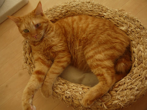 猫式ブログ~里親募集型猫カフェ