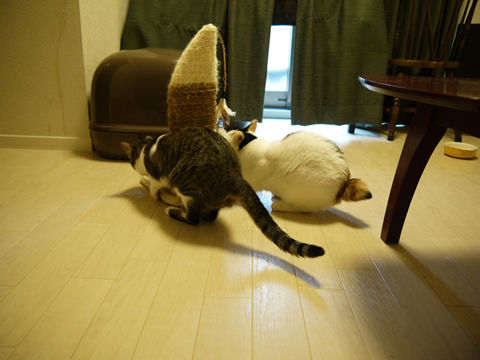 $猫式ブログ~里親募集型猫カフェ