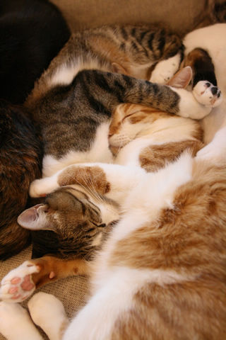 猫式ブログ～里親募集型猫カフェ