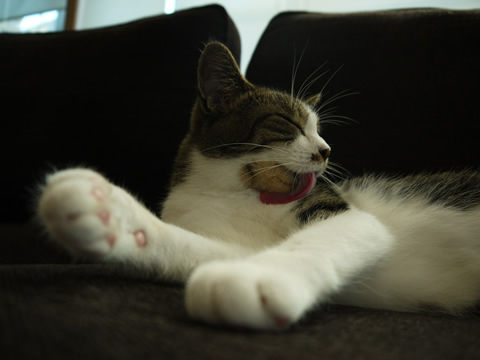 猫式ブログ～里親募集型猫カフェ