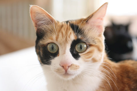 猫式ブログ~里親募集型猫カフェ