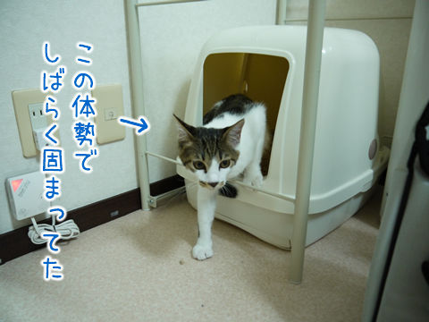 猫式ブログ~里親募集型猫カフェ