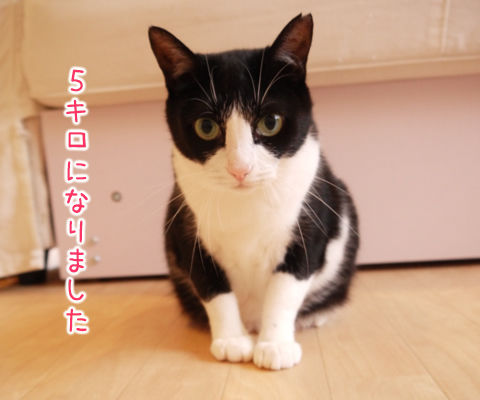 猫式ブログ~里親募集型猫カフェ