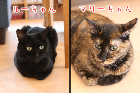 猫式ブログ~里親募集型猫カフェ