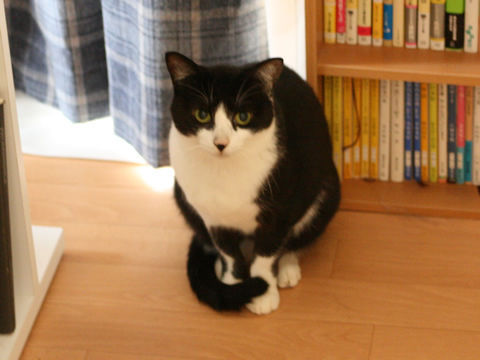 猫式ブログ~里親募集型猫カフェ