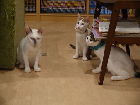 猫式ブログ～里親募集型猫カフェ